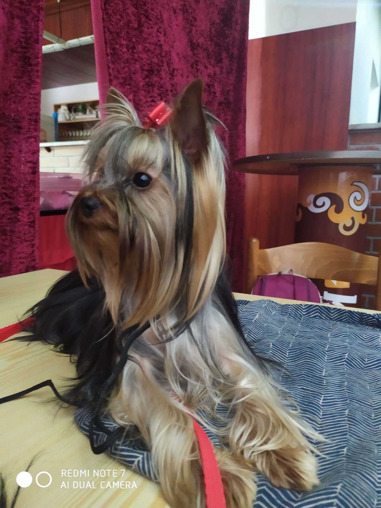 Otec - Columbo z Kamenné kolonie